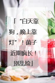 “白天靠狗，晚上靠灯”！菌子近期疯长！别乱捡