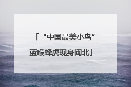 “中国最美小鸟”蓝喉蜂虎现身闽北