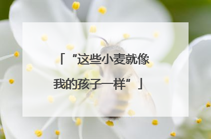“这些小麦就像我的孩子一样”