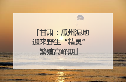 甘肃：瓜州湿地迎来野生“精灵”繁殖高峰期