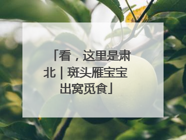 看，这里是肃北｜斑头雁宝宝出窝觅食