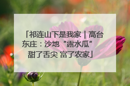 祁连山下是我家｜高台东庄：沙地“露水瓜” 甜了舌尖 富了农家