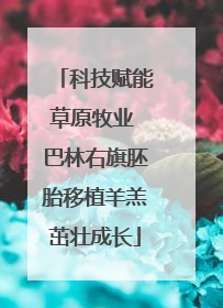 科技赋能草原牧业 巴林右旗胚胎移植羊羔茁壮成长