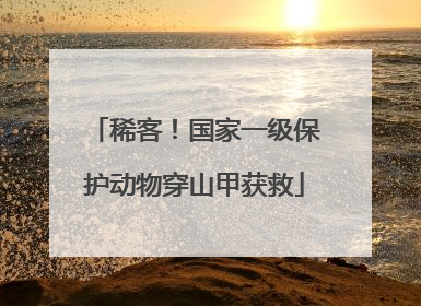 稀客！国家一级保护动物穿山甲获救