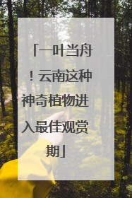一叶当舟！云南这种神奇植物进入最佳观赏期