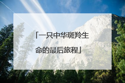 一只中华斑羚生命的最后旅程