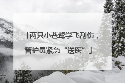 两只小苍鹭学飞刮伤，管护员紧急“送医”