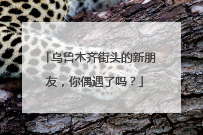 乌鲁木齐街头的新朋友，你偶遇了吗？