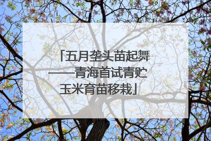 五月垄头苗起舞——青海首试青贮玉米育苗移栽