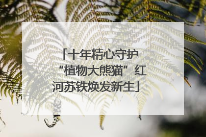 十年精心守护 “植物大熊猫”红河苏铁焕发新生
