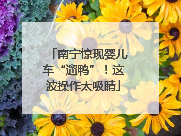 南宁惊现婴儿车“遛鸭”！这波操作太吸睛