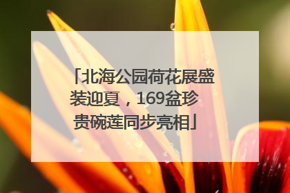 北海公园荷花展盛装迎夏，169盆珍贵碗莲同步亮相