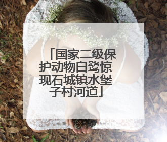 国家二级保护动物白鹭惊现石城镇水堡子村河道
