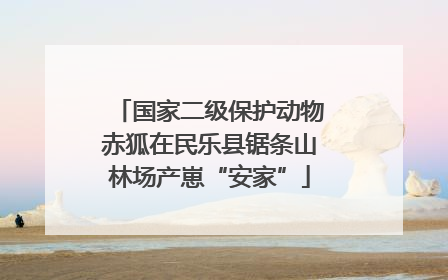 国家二级保护动物赤狐在民乐县锯条山林场产崽“安家”