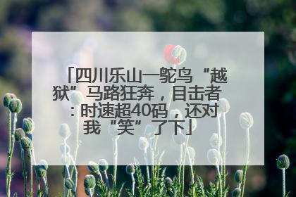 四川乐山一鸵鸟“越狱”马路狂奔，目击者：时速超40码，还对我“笑”了下