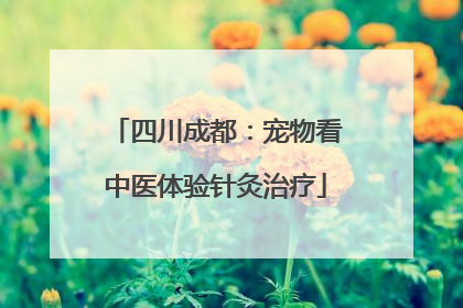 四川成都：宠物看中医体验针灸治疗