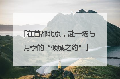 在首都北京，赴一场与月季的“倾城之约”
