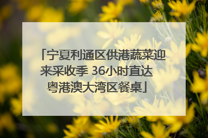 宁夏利通区供港蔬菜迎来采收季 36小时直达粤港澳大湾区餐桌