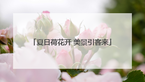 夏日荷花开 美景引客来