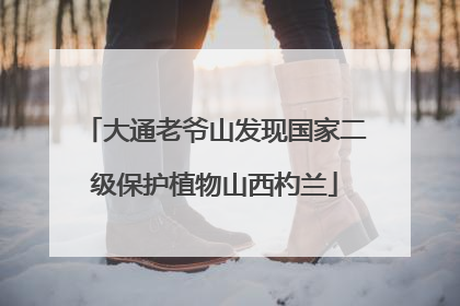 大通老爷山发现国家二级保护植物山西杓兰