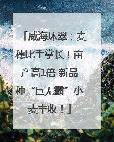 威海环翠：麦穗比手掌长！亩产高1倍 新品种“巨无霸”小麦丰收！