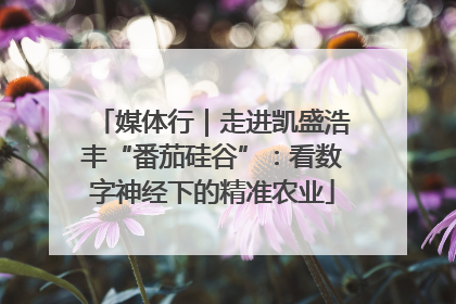 媒体行｜走进凯盛浩丰“番茄硅谷”：看数字神经下的精准农业