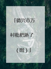 德兴市万村枇杷熟了（图）