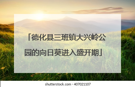 德化县三班镇大兴岭公园的向日葵进入盛开期