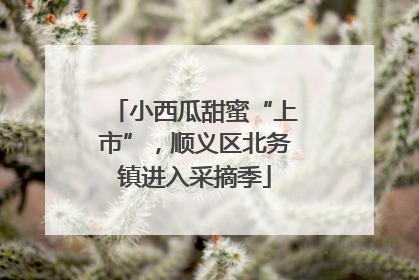 小西瓜甜蜜“上市”，顺义区北务镇进入采摘季