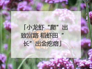 小龙虾“爬”出致富路 稻虾田“长”出金疙瘩