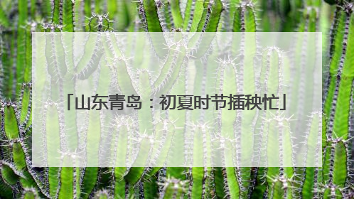 山东青岛：初夏时节插秧忙