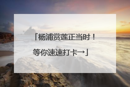 杨浦赏莲正当时！等你速速打卡→