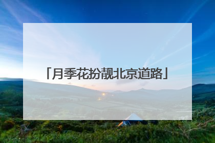 月季花扮靓北京道路