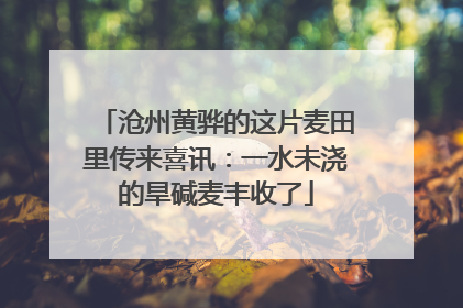 沧州黄骅的这片麦田里传来喜讯：一水未浇的旱碱麦丰收了