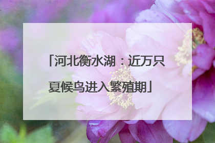 河北衡水湖：近万只夏候鸟进入繁殖期