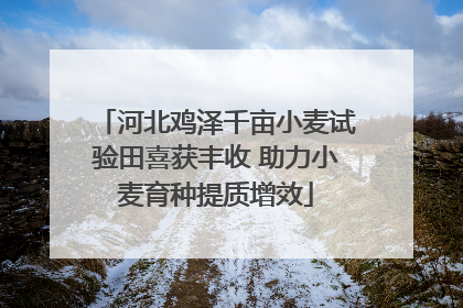 河北鸡泽千亩小麦试验田喜获丰收 助力小麦育种提质增效
