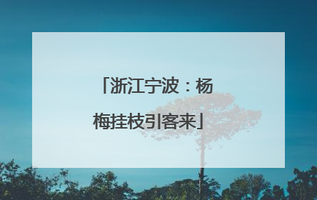 浙江宁波：杨梅挂枝引客来
