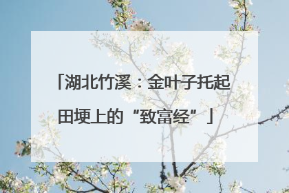 湖北竹溪：金叶子托起田埂上的“致富经”