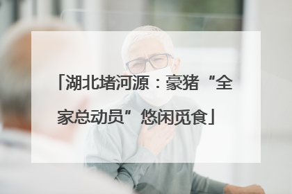 湖北堵河源：豪猪“全家总动员”悠闲觅食