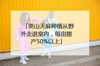 英山天麻种植从野外走进室内，每亩提产50%以上
