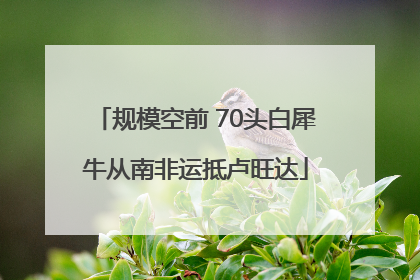 规模空前 70头白犀牛从南非运抵卢旺达