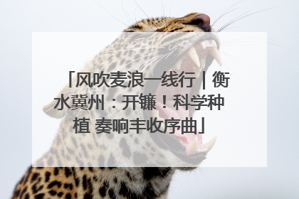 风吹麦浪一线行｜衡水冀州：开镰！科学种植 奏响丰收序曲