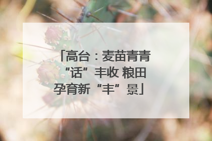 高台：麦苗青青“话”丰收 粮田孕育新“丰”景