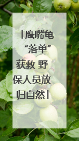鹰嘴龟“落单”获救 野保人员放归自然