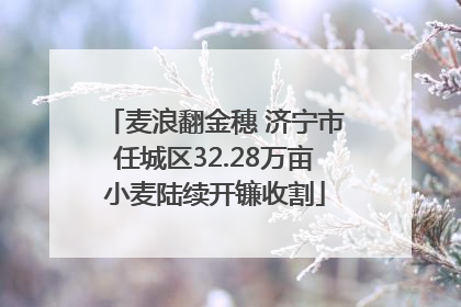 麦浪翻金穗 济宁市任城区32.28万亩小麦陆续开镰收割