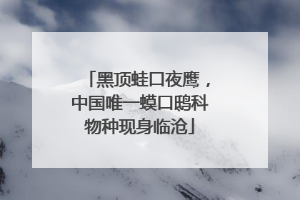 黑顶蛙口夜鹰，中国唯一蟆口鸱科物种现身临沧