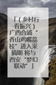 （乡村行·看振兴）广西合浦“香山鸡嘴荔枝”进入采摘期 将与西安“梦幻联动”