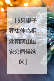 5只果子狸集体亮相湖南南山国家公园候选区